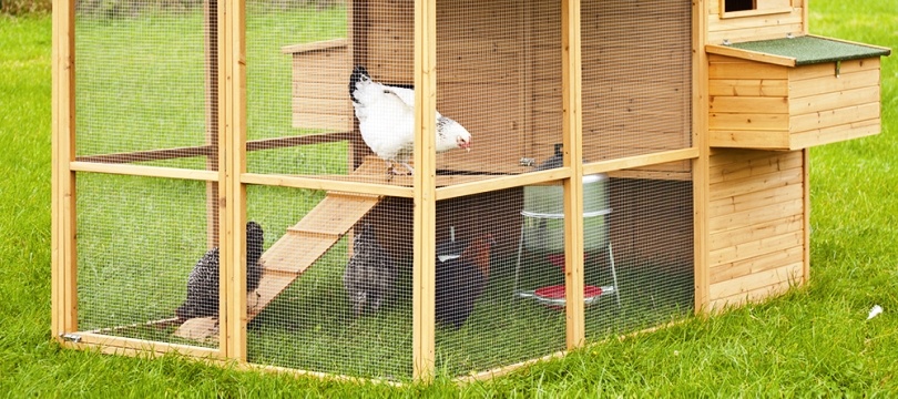 poulailler 6 8 poules