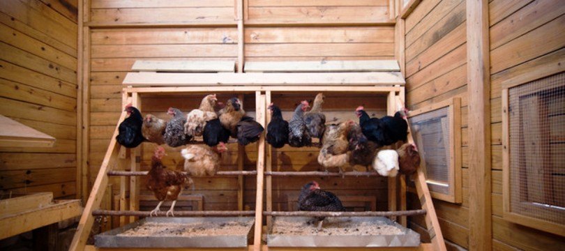 plan poulailler 30 poules