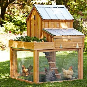 poulailler et poules