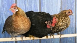taillepoules