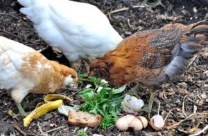 poules-dechets-alimentaires