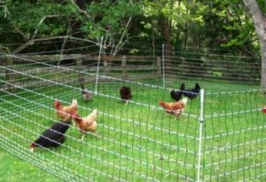 Enclos poulailler 3 m² pas cher idéal pour parc à poules
