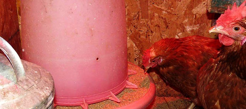 Aliment BIO pondeuses, nourriture en granulés pour les poules