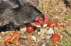 poule recycleuse