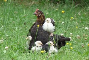 poule-et-poussins