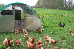 poules-en-plein-air