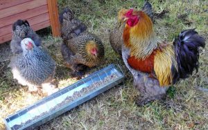 poules-mangeoires