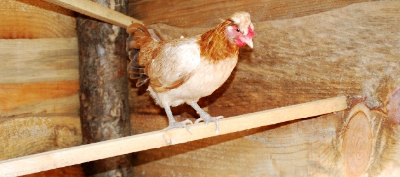 Kit à construire- Le poulailler, le coq et la poule