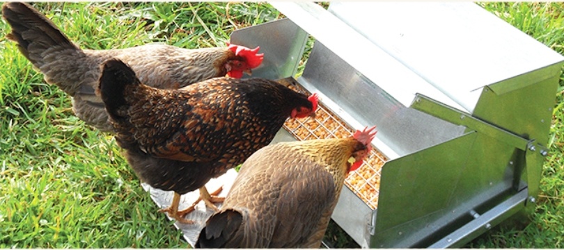 Fabriquer une mangeoire à poules anti oiseaux et anti nuisibles