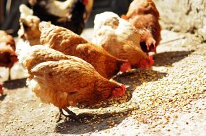 alimentation