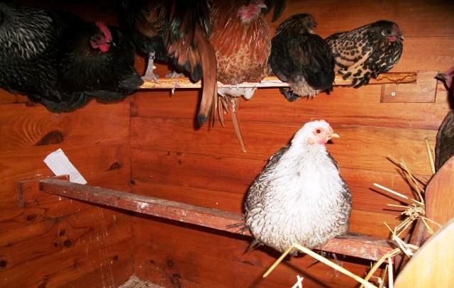 Perchoir Poules Perchoir à Poules En Bois Portable - Gain De Place