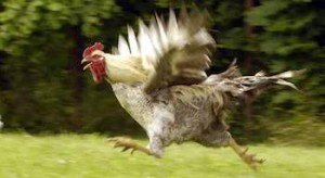 poule en liberte et voisinage