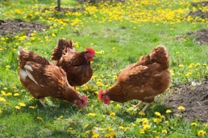 laying hens
